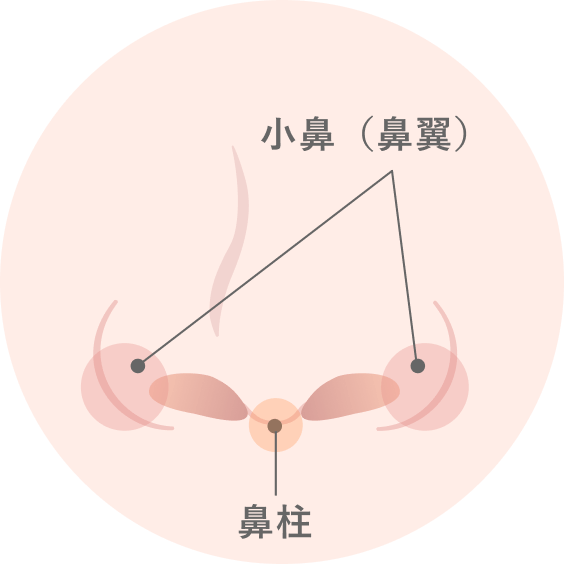 鼻柱はどの部分？