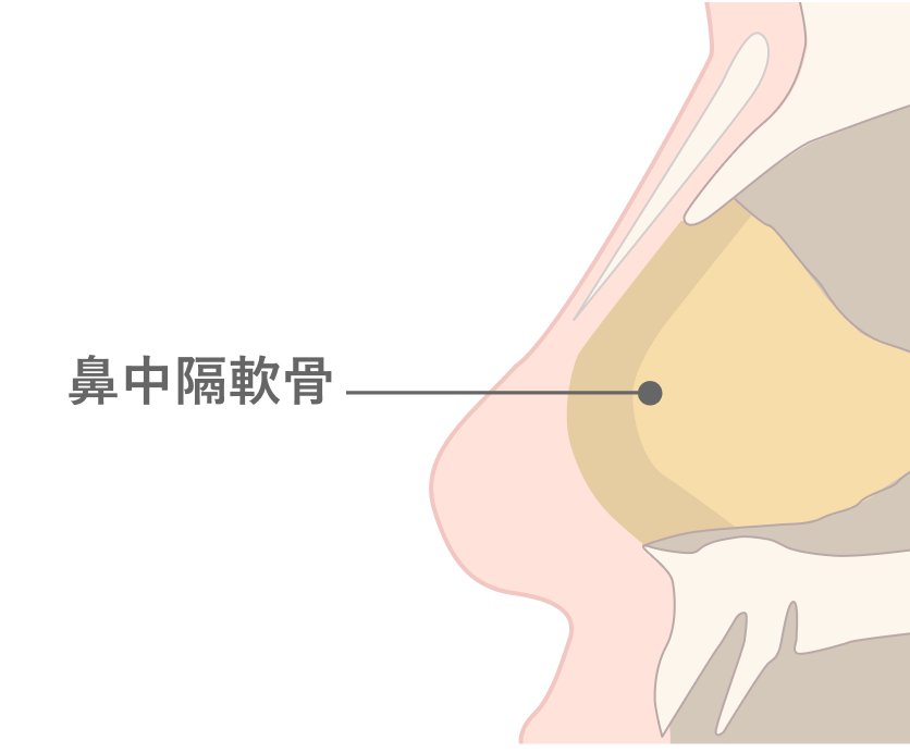 鼻中隔軟骨とは？