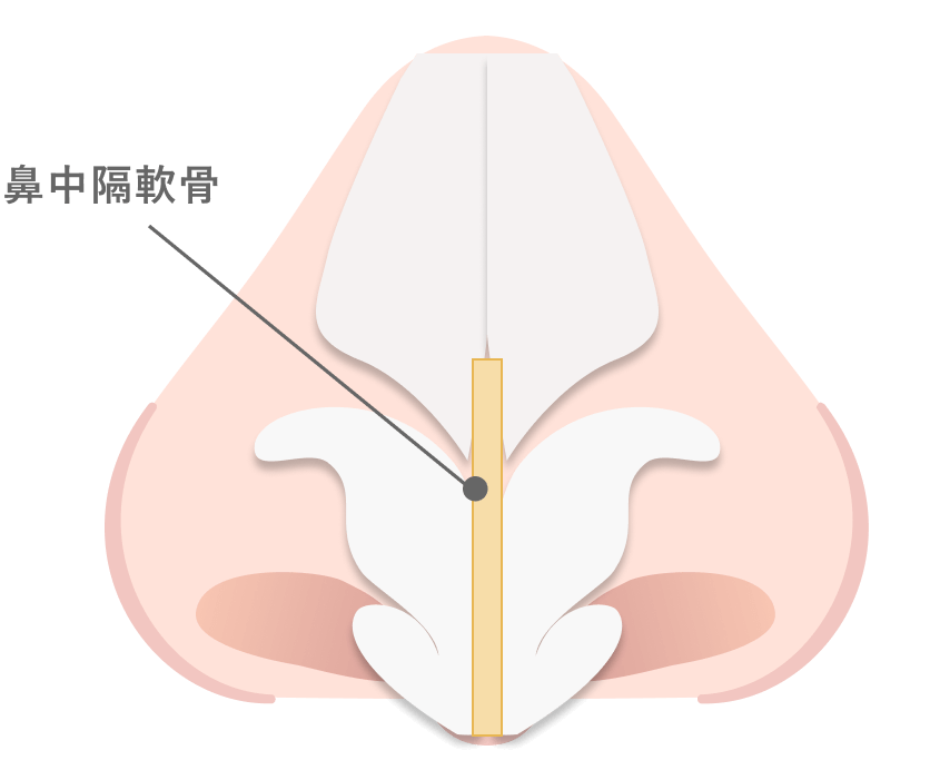 鼻中隔軟骨とは？